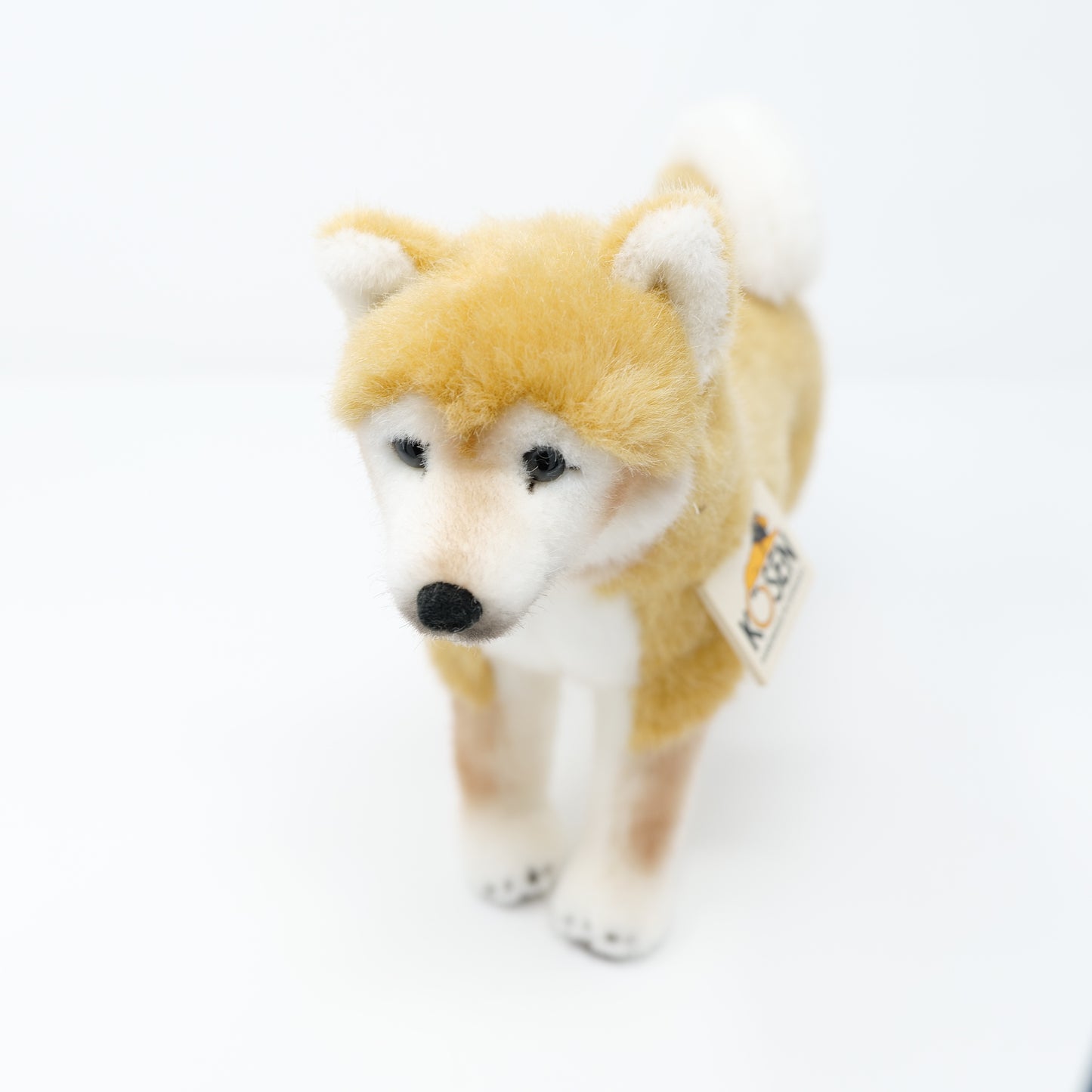 ケーセン　犬