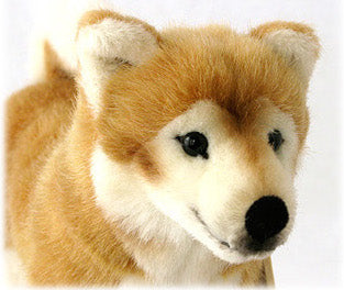 ケーセン　犬